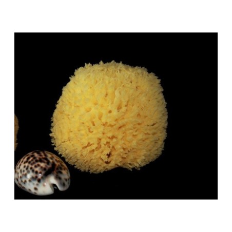 rosenfeld  Spugna Barriera Corallina Schiarita 6-7 cm  Spugne e accessori corpo