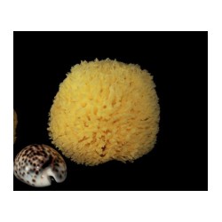 rosenfeld  Spugna Barriera Corallina Schiarita 6-7 cm  Spugne e accessori corpo