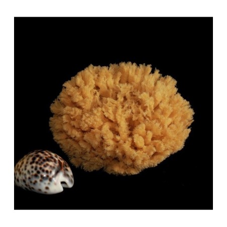 rosenfeld  Spugna Barriera Corallina Naturale 11-12 cm  Spugne e accessori corpo