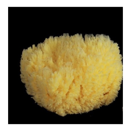 rosenfeld  Spugna Barriera Corallina Schiarita 13-14 cm  Spugne e accessori corpo