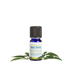 la saponaria  Olio essenziale di Tea Tree  Oli Essenziali